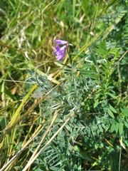 Vicia tenuifolia