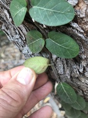 Parsonsia plaesiophylla