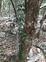 Parsonsia plaesiophylla