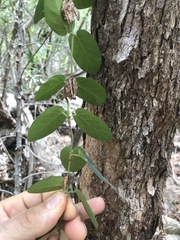 Parsonsia plaesiophylla