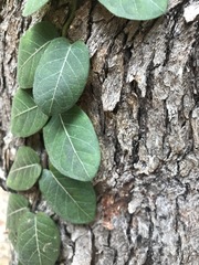 Parsonsia plaesiophylla