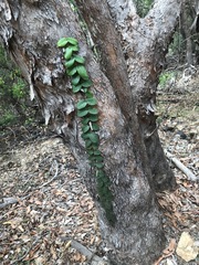 Parsonsia plaesiophylla