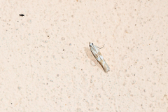 Bradyrrhoa gilveolella