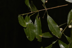 Acronychia littoralis