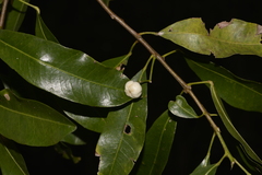 Acronychia littoralis