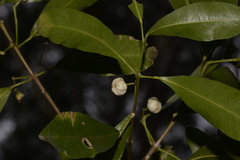 Acronychia littoralis