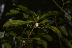 Acronychia littoralis