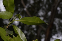 Acronychia littoralis