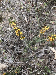 Pultenaea pedunculata