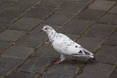 Columba livia domestica