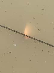 Osphronemus goramy