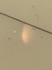 Osphronemus goramy