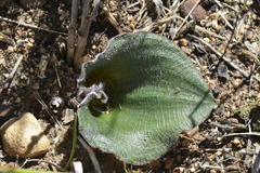 Eriospermum capense capense