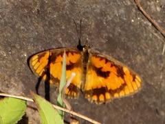 Byblia anvatara acheloia