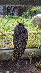 Bubo