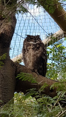Bubo