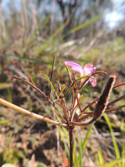 Oxalis polyphylla polyphylla