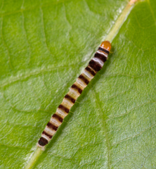 Dichomeris microsphena