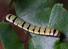 Callopistria guttulalis