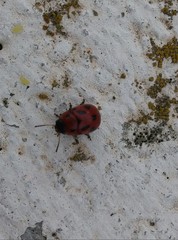 Gonioctena fornicata