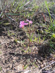 Oxalis polyphylla polyphylla