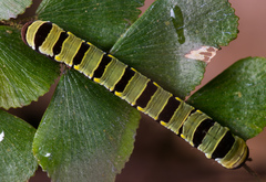 Callopistria guttulalis