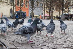 Columba livia domestica