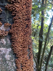 Xylobolus spectabilis