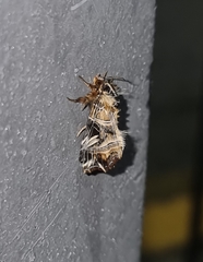 Callopistria repleta