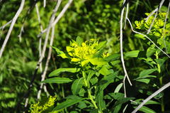 Euphorbia austriaca