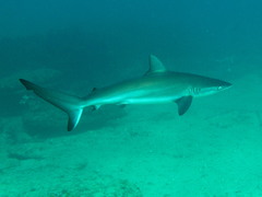 Dusky Shark photo 3