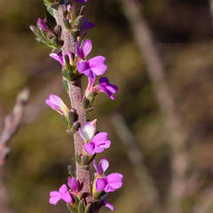 Muraltia macropetala