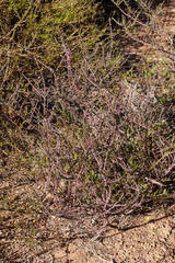 Muraltia macropetala