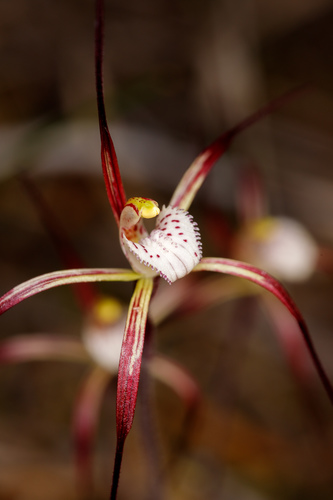 Caladenia denticulata Lindl.