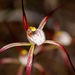 Caladenia denticulata - Photo (c) Cal Wood, algunos derechos reservados (CC BY), subido por Cal Wood