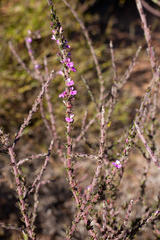 Muraltia macropetala