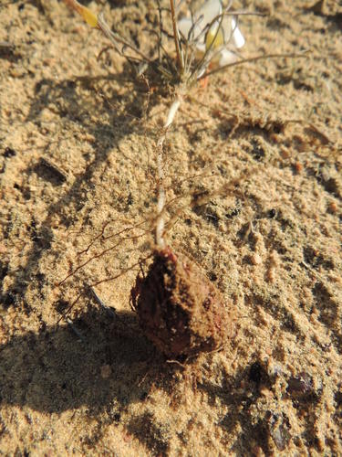 Finger sorrel (Oxalis polyphylla)