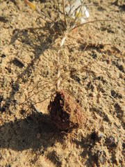 Oxalis polyphylla polyphylla