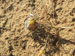 Oxalis polyphylla polyphylla