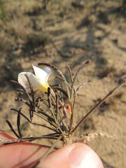 Oxalis polyphylla polyphylla