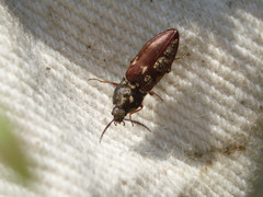 Prosternon bombycinum