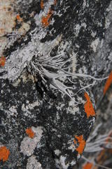 Roccellina hypomecha