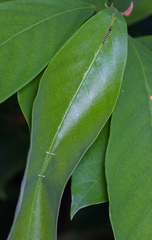 Dichomeris microsphena