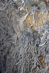 Roccellina hypomecha