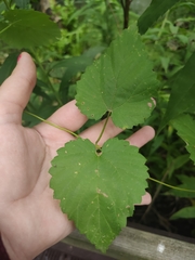 Humulus lupulus