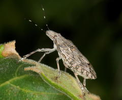 Anolcus campestris