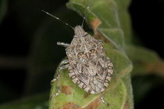 Anolcus campestris