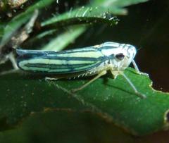 Poecilocarda cosmopolita