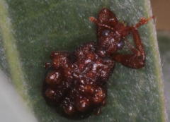 Phymatopsinus pustula