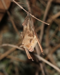 Macronycteris commersonii